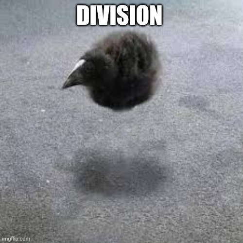 Pukeko | DIVISION | image tagged in pukeko | made w/ Imgflip meme maker