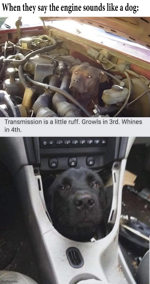 Dogs | image tagged in dogs,cars | made w/ Imgflip meme maker