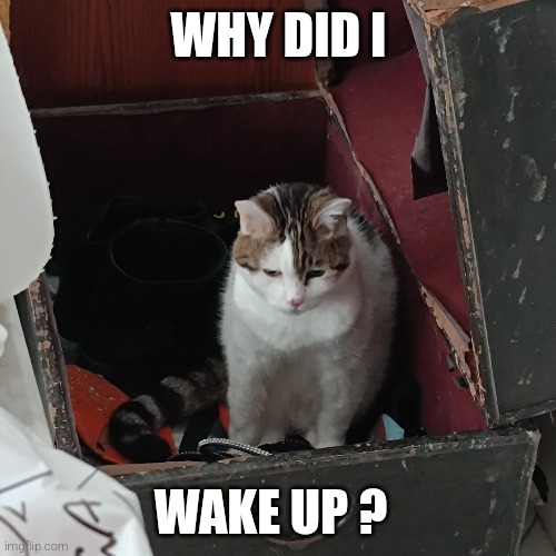 wakey wakey | WHY DID I; WAKE UP ? | image tagged in wake up,grumpy cat,cats,old cat | made w/ Imgflip meme maker