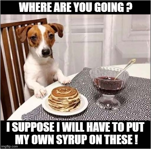 One Disappointed Dog ! | WHERE ARE YOU GOING ? I SUPPOSE I WILL HAVE TO PUT
 MY OWN SYRUP ON THESE ! | image tagged in dogs,pancakes,syrup | made w/ Imgflip meme maker