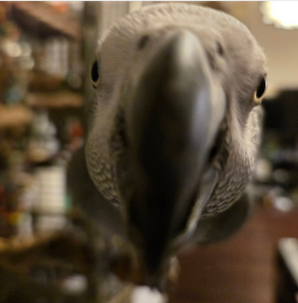 GiGi Birb Blank Meme Template