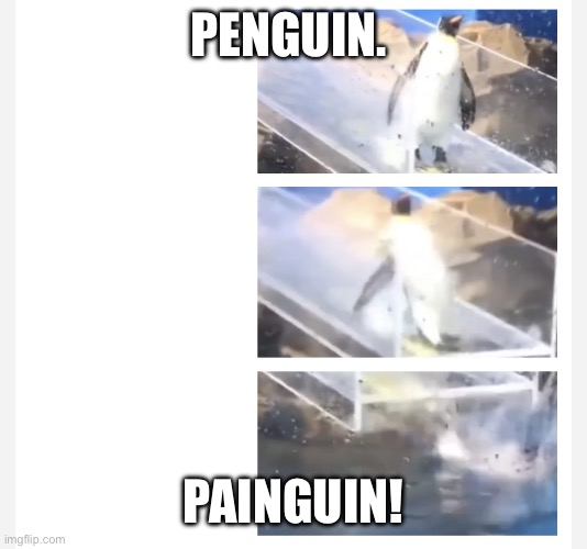 Painguin | PENGUIN. PAINGUIN! | image tagged in painguin | made w/ Imgflip meme maker