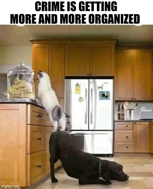 Crime Is Getting More And More Organized | CRIME IS GETTING MORE AND MORE ORGANIZED | image tagged in chris joines | made w/ Imgflip meme maker