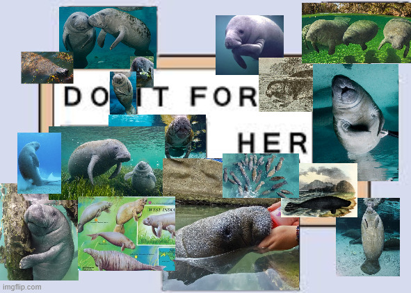 manatee do it for her meme