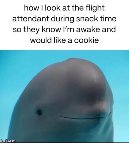 Lowkey Just Chillin' | image tagged in memes,dolphins,delphinidae,funni,funny,animals | made w/ Imgflip meme maker