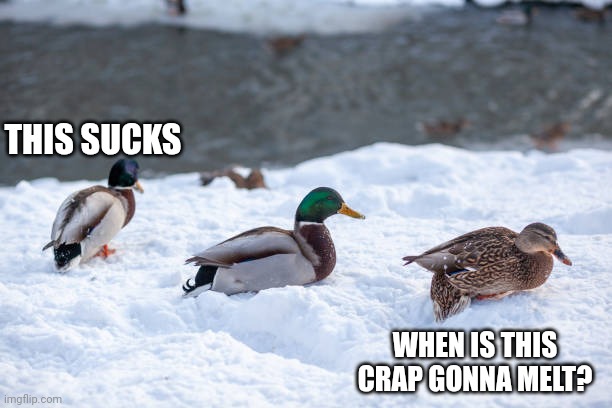 POOR DUCKS | THIS SUCKS; WHEN IS THIS CRAP GONNA MELT? | image tagged in ducks,duck,winter | made w/ Imgflip meme maker