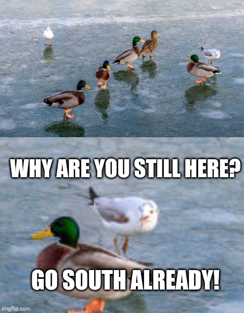 SHOULD'VE WENT SOUTH | WHY ARE YOU STILL HERE? GO SOUTH ALREADY! | image tagged in ducks,duck,seagull,winter | made w/ Imgflip meme maker