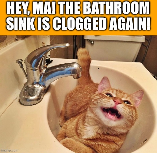 It happens a lot… | HEY, MA! THE BATHROOM SINK IS CLOGGED AGAIN! | image tagged in funny cats | made w/ Imgflip meme maker