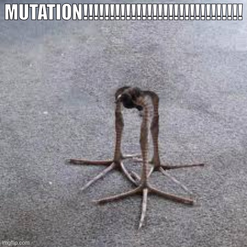 Pukeko | MUTATION!!!!!!!!!!!!!!!!!!!!!!!!!!!!!! | image tagged in pukeko | made w/ Imgflip meme maker