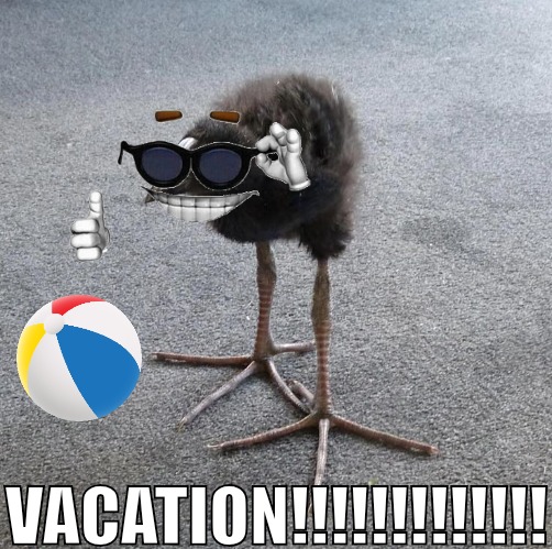 Pukeko chick | VACATION!!!!!!!!!!!!! | image tagged in pukeko chick | made w/ Imgflip meme maker