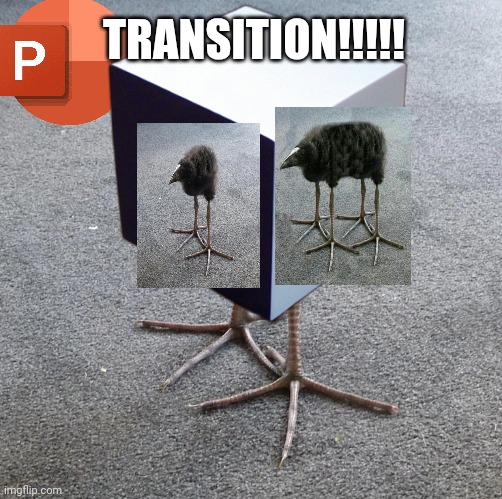 Pukeko chick | TRANSITION!!!!! | image tagged in pukeko chick | made w/ Imgflip meme maker