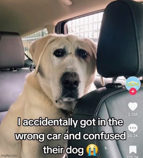 LMAO | image tagged in memez,dogs | made w/ Imgflip meme maker