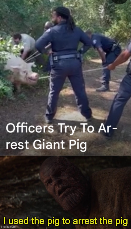 I used the pig to arrest the pig | image tagged in i used the stones to destroy the stones | made w/ Imgflip meme maker