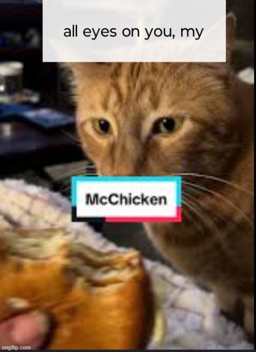 all eyes on you my mcchicken | image tagged in taylor swift,cats,cat,funny,meme,memes | made w/ Imgflip meme maker