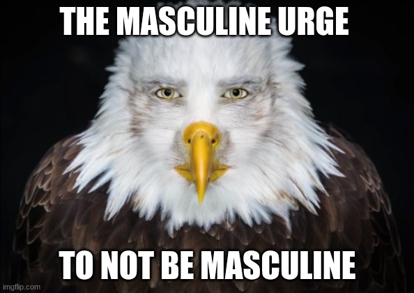 0_0 | THE MASCULINE URGE; TO NOT BE MASCULINE | image tagged in bald eagle stare,femboy | made w/ Imgflip meme maker