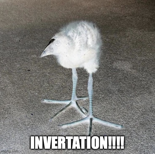 Pukeko chick | INVERTATION!!!! | image tagged in pukeko chick | made w/ Imgflip meme maker