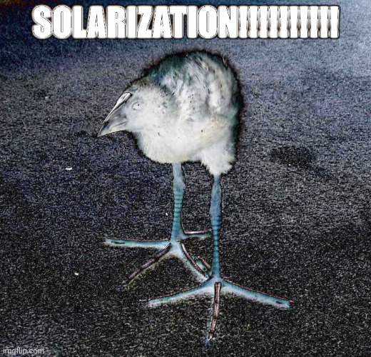 SOLARIZATION | image tagged in solarization | made w/ Imgflip meme maker