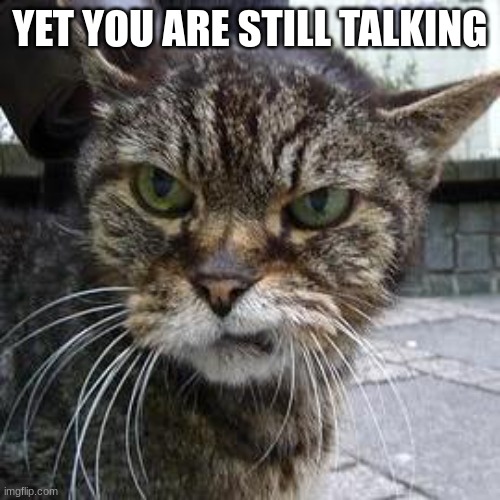 Angry Cat | YET YOU ARE STILL TALKING | image tagged in angry cat,shut up,idk,bored | made w/ Imgflip meme maker