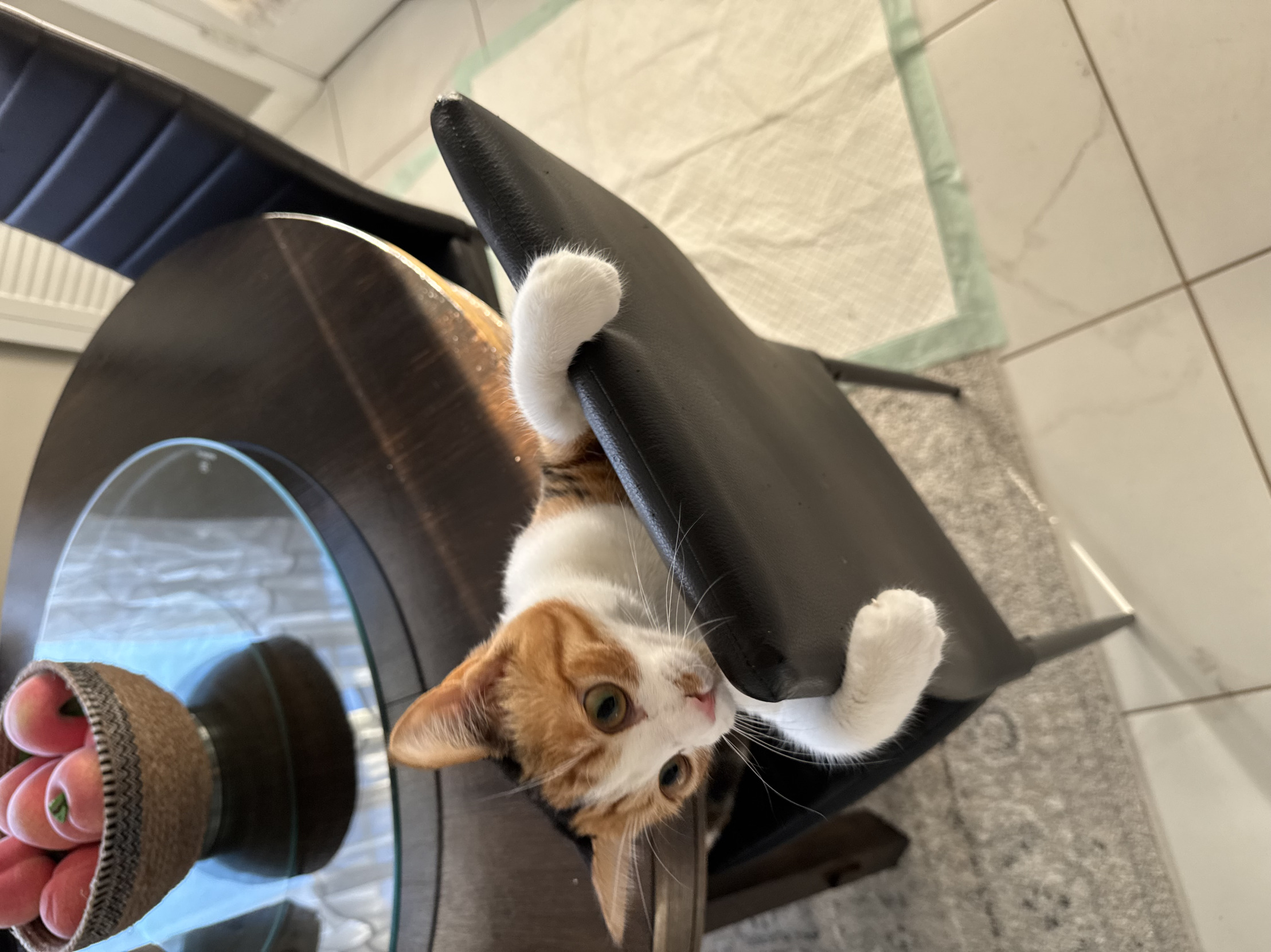Boss cat Blank Meme Template