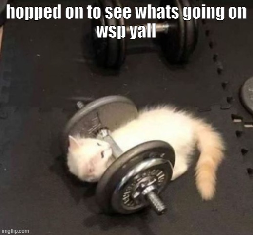 cat working out | hopped on to see whats going on
wsp yall | image tagged in cat working out | made w/ Imgflip meme maker