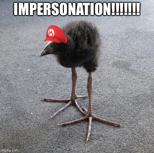 Pukeko chick | IMPERSONATION!!!!!!! | image tagged in pukeko chick | made w/ Imgflip meme maker