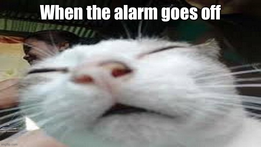 When the alarm goes off | image tagged in funny memes,words of wisdom,cats,cute animals,not a dog,peace | made w/ Imgflip meme maker