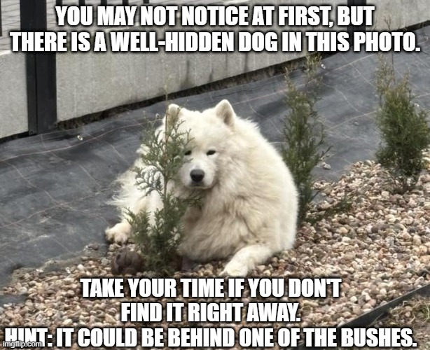 hidden doggo | YOU MAY NOT NOTICE AT FIRST, BUT THERE IS A WELL-HIDDEN DOG IN THIS PHOTO. TAKE YOUR TIME IF YOU DON'T FIND IT RIGHT AWAY.
HINT: IT COULD BE BEHIND ONE OF THE BUSHES. | image tagged in doggo | made w/ Imgflip meme maker