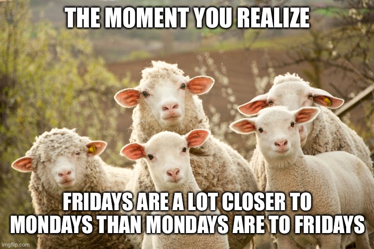 Curious sheep | THE MOMENT YOU REALIZE; FRIDAYS ARE A LOT CLOSER TO MONDAYS THAN MONDAYS ARE TO FRIDAYS | image tagged in curious sheep | made w/ Imgflip meme maker