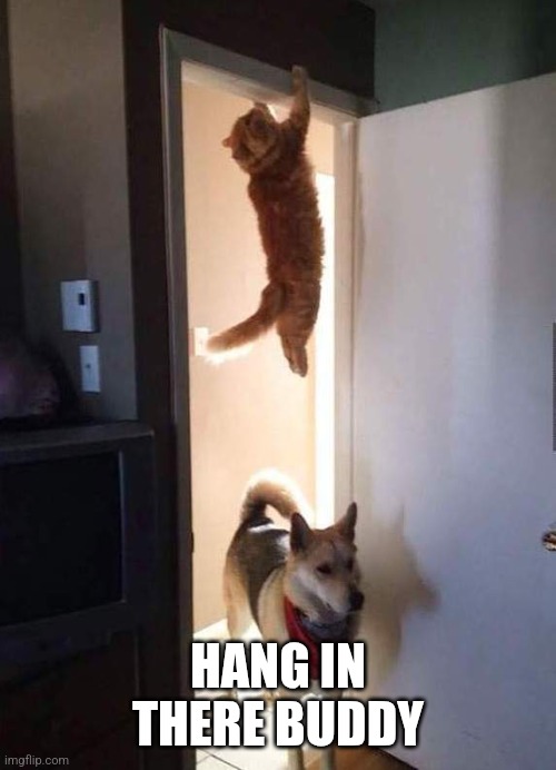 Hang in There | HANG IN THERE BUDDY | image tagged in cat hanging on,funny memes | made w/ Imgflip meme maker