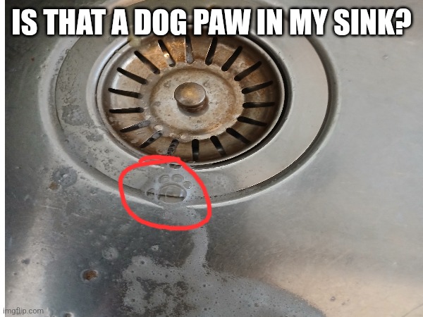 Wow | IS THAT A DOG PAW IN MY SINK? | image tagged in memes,sink,dogs | made w/ Imgflip meme maker