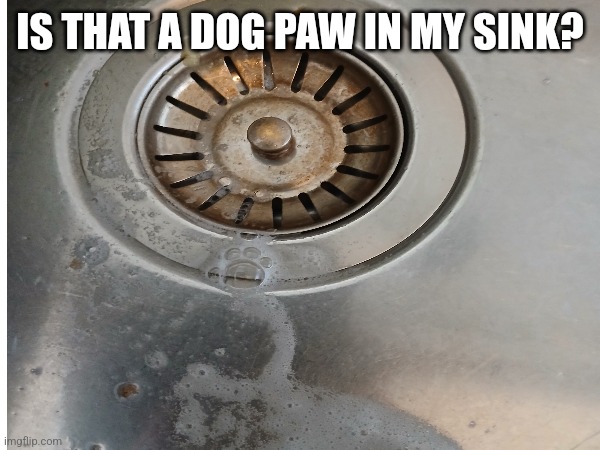 Wow | IS THAT A DOG PAW IN MY SINK? | image tagged in dogs,sink | made w/ Imgflip meme maker