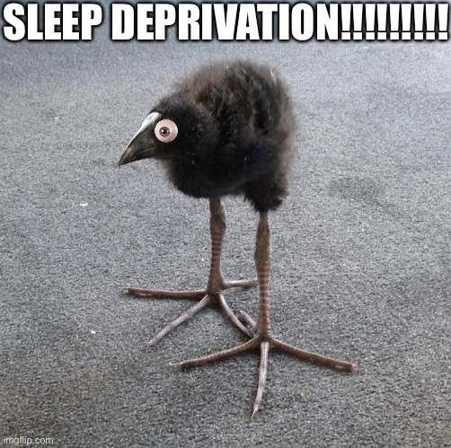 gm chat | SLEEP DEPRIVATION!!!!!!!!! | image tagged in pukeko chick | made w/ Imgflip meme maker