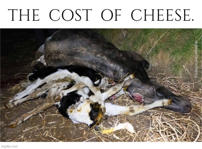 Animals Are Not Ours To Exploit | image tagged in vegan,vegetarian,cheddar,brie,milk,camembert | made w/ Imgflip meme maker