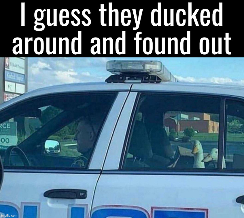 Ducking around | image tagged in duck | made w/ Imgflip meme maker