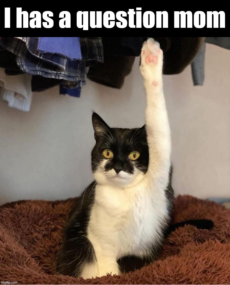 What would be the question? | I has a question mom | image tagged in cats | made w/ Imgflip meme maker