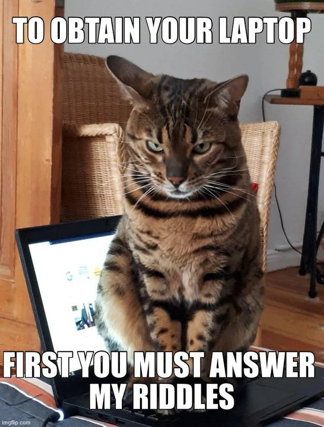 Answer my riddles | image tagged in cats | made w/ Imgflip meme maker