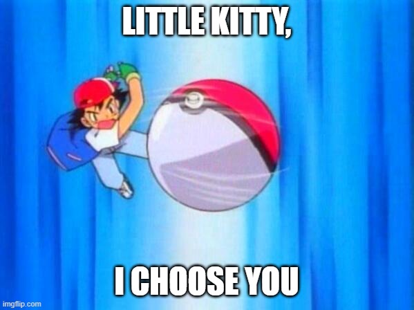 LITTLE KITTY, I CHOOSE YOU | image tagged in i choose you | made w/ Imgflip meme maker