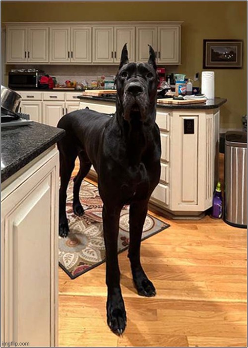 Hello There ... Can I Be Of Assistance ? | image tagged in dogs,great dane,hello there | made w/ Imgflip meme maker