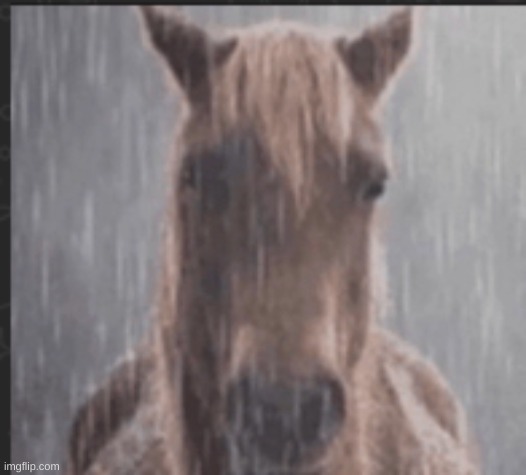 sad horse | image tagged in sad horse | made w/ Imgflip meme maker