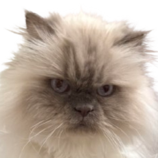 angry cat Meme Template