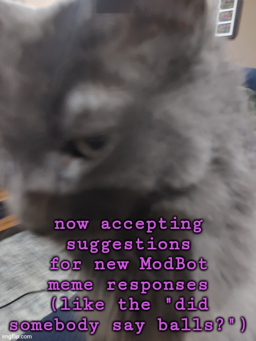 nothing too nsfw obv | now accepting suggestions for new ModBot meme responses (like the "did somebody say balls?") | image tagged in 32's cat | made w/ Imgflip meme maker