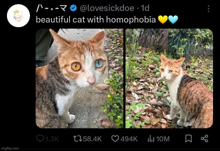 Beautiful cat with homophobia | image tagged in beautiful cat with homophobia | made w/ Imgflip meme maker