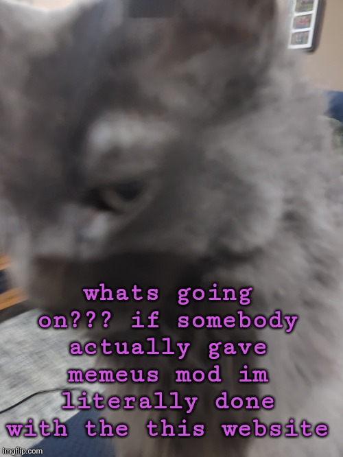 worst decision in history if true | whats going on??? if somebody actually gave memeus mod im literally done with the this website | image tagged in 32's cat | made w/ Imgflip meme maker