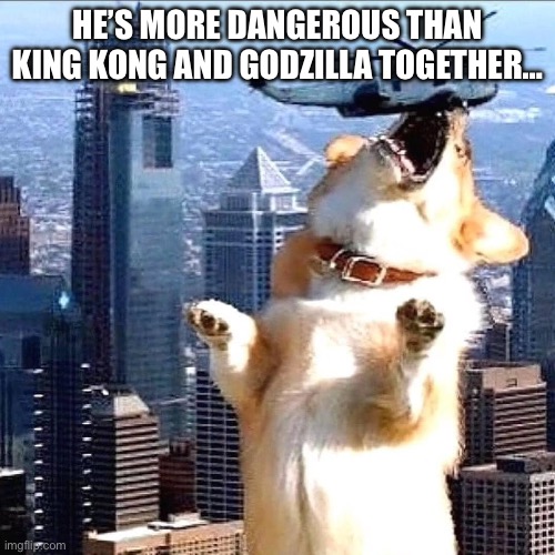 Corgi Kong or Dogzilla | HE’S MORE DANGEROUS THAN KING KONG AND GODZILLA TOGETHER… | image tagged in corgy dog eat helicopter | made w/ Imgflip meme maker