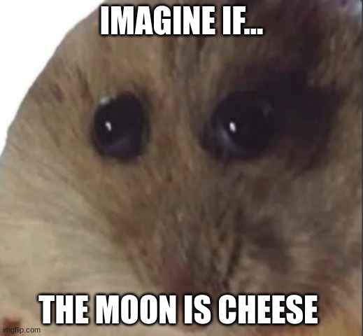 Hampter | IMAGINE IF... THE MOON IS CHEESE | image tagged in hampter | made w/ Imgflip meme maker