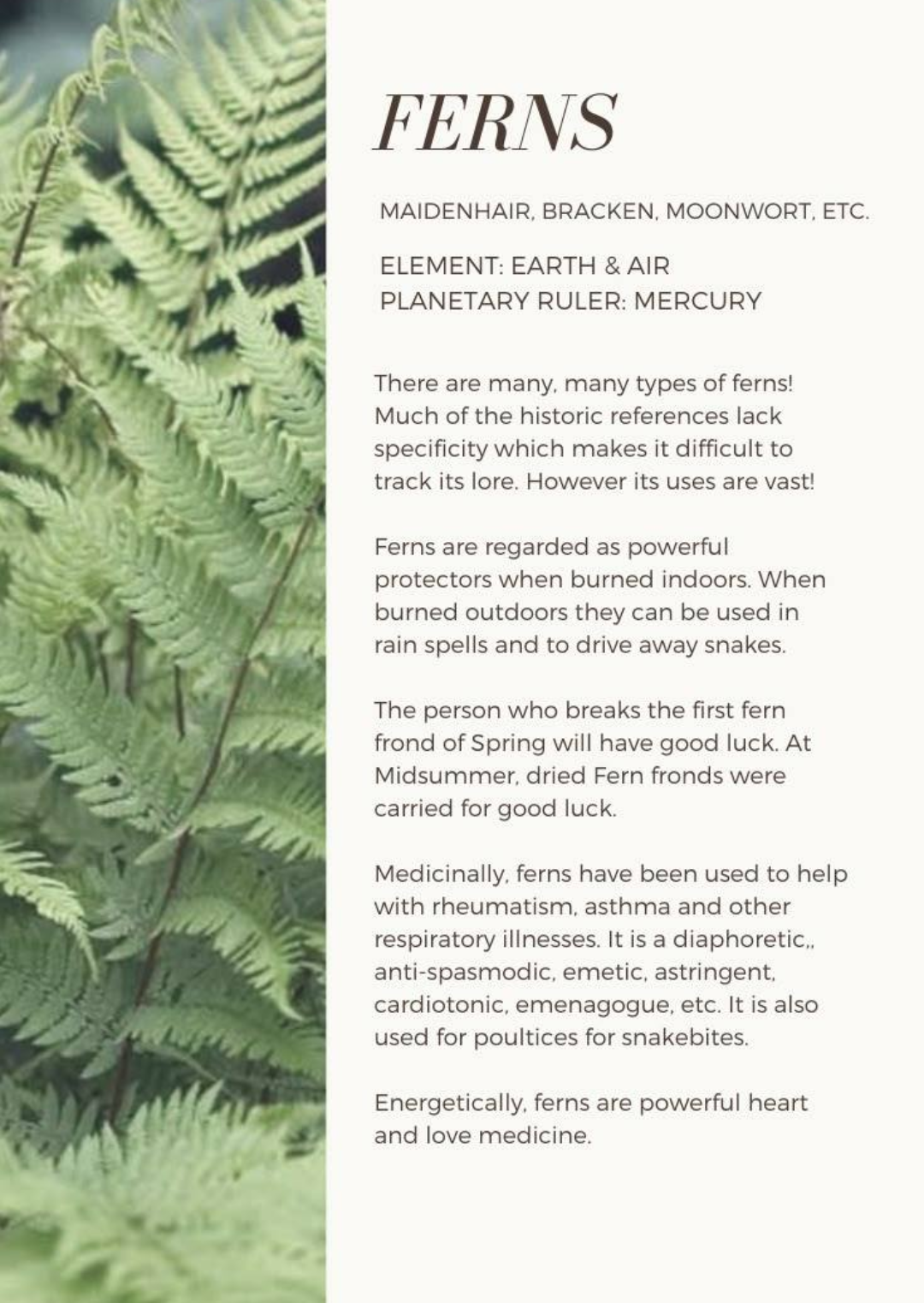 Ferns. Scanned From a Book. Blank Meme Template