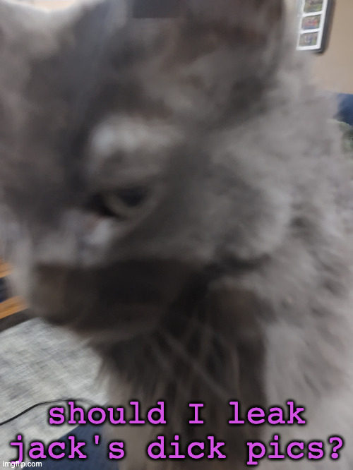 32's Cat | should I leak jack's dick pics? | image tagged in 32's cat | made w/ Imgflip meme maker