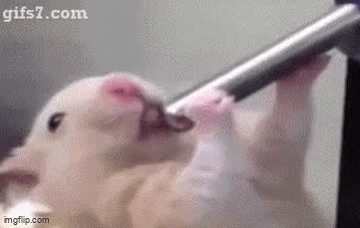 Deepthroating hamster - Imgflip
