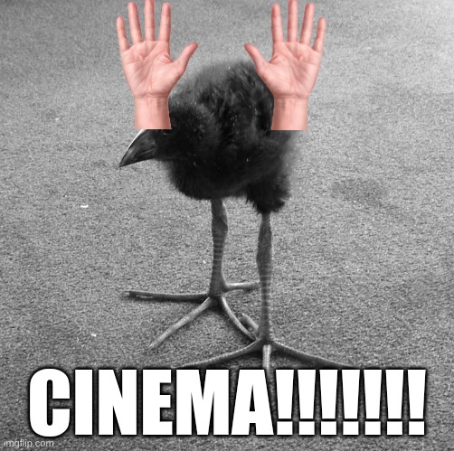 absolute cinema!!!!!!!!!!!!!! | CINEMA!!!!!!! | image tagged in pukeko chick | made w/ Imgflip meme maker