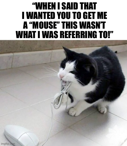 Obviously our signals got crossed… | “WHEN I SAID THAT I WANTED YOU TO GET ME A “MOUSE” THIS WASN’T WHAT I WAS REFERRING TO!” | image tagged in cats | made w/ Imgflip meme maker